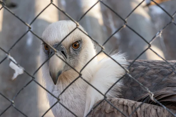 Brown Vulture Gyps Fulvus Fågel Ett Zoo Bakom Galler — Stockfoto