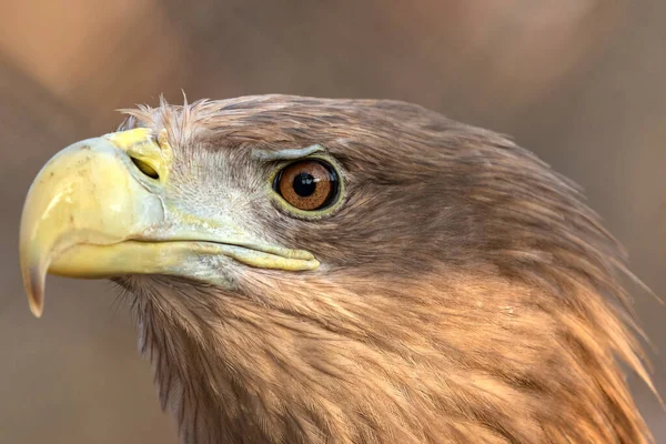 Vitstjärtad Havsörn Haliaeetus Albicilla Huvudfågel — Stockfoto