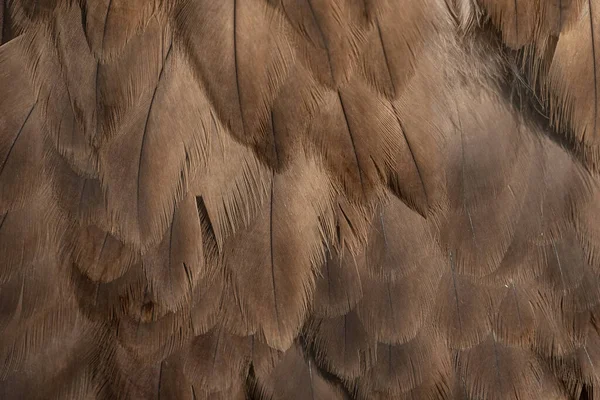 Primer Plano Textura Las Plumas Águila — Foto de Stock