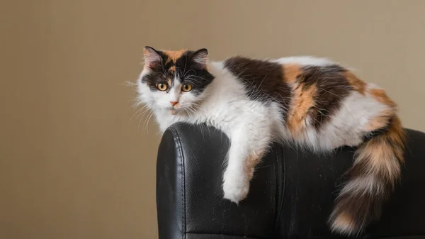Sevimli Kedi Evde Kanepede Rahatlatıcı Stok Resim
