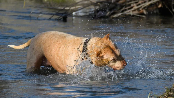 Dog Shakes Water Swimming Pond Purebred Beige Dog Collar Its — Stock Photo, Image