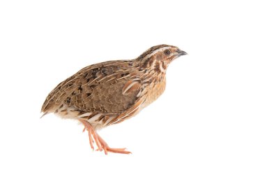 Vahşi bıldırcın, Coturnix coturnix, beyaz arka planda izole edilmiş..