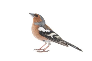 Erkek Chaffinch, Fringilla Coelebs, beyaz arka planda izole edilmiş. Finch ötücü kuş.