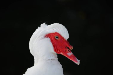 Musky Duck ya da Indoda 'nın resmi, kırmızı burun mercanlı Berberi ördeği. Moskovalı beyaz ördek. Siyah arkaplan