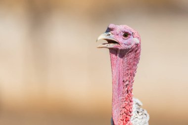 Güzel bir bej arka planda, Türkiye 'nin yakın plan başı. Yan görünüm.