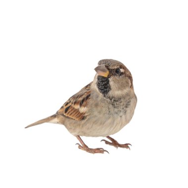 Beyaz arka planda izole edilmiş Erkek Serçe Passer domesticus..