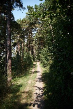 Sonbaharda yemyeşil ormanın ortasındaki doğal patika. Doğal çevreye kaçış tatili. Doğal tatil beldesi eğlencesi ve seyahat. Ormanda yürüyüş. Doğal koruma kavramı..