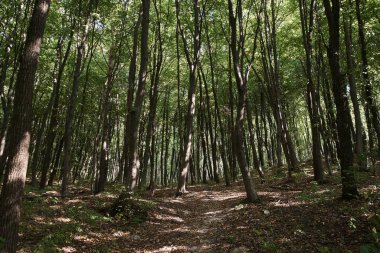 Sonbaharda yemyeşil bir ormanın ortasında. Doğal çevreye kaçış tatili. Doğal tatil beldesi eğlencesi ve seyahat. Ormanda yürüyüş. Doğal koruma kavramı..