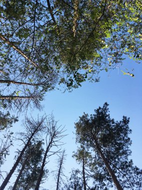 Mavi gökyüzü arka planında parlak yeşil ağaçlar. Ormanda güneşli bir gün. Sonbahar manzarası. Doğa koruma kavramı.