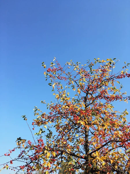 Bright Yellow Red Orange Marsal Tree Blue Sky Background Sunny — Stockfoto