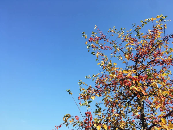 Arbre Maréchal Jaune Vif Rouge Orange Sur Fond Bleu Ciel — Photo