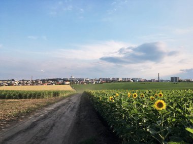 Kırsaldaki ayçiçeği tarlası. Tüm dünyaya ayçiçeği yağı sağlayan Ukrayna bereketli toprağı. Kırsal alanın ortasında kirli yol. Organik gıda üretimi. Ekoloji koruması.
