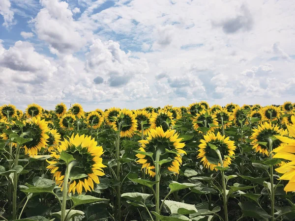 Sunflower field in the countryside. Ukrainian fertile soil that supplies the whole world with sunflower oil. Rural field with bright yellow flowers at sunset.Organic food production.Ecology protection