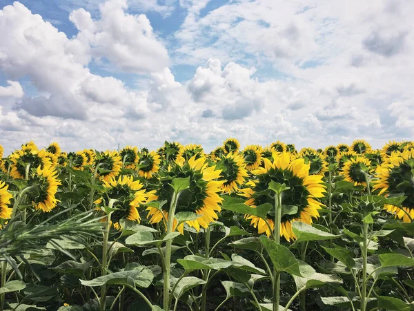 Sunflower field in the countryside. Ukrainian fertile soil that supplies the whole world with sunflower oil. Rural field with bright yellow flowers at sunset.Organic food production.Ecology protection