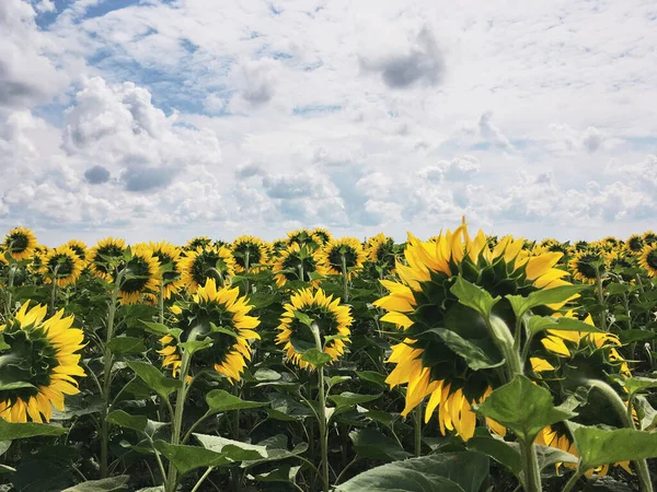 Sunflower field in the countryside. Ukrainian fertile soil that supplies the whole world with sunflower oil. Rural field with bright yellow flowers at sunset.Organic food production.Ecology protection