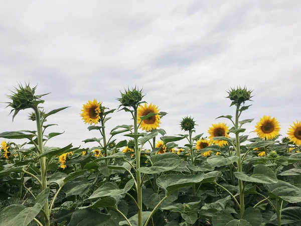 Sunflower field in the countryside. Ukrainian fertile soil that supplies the whole world with sunflower oil. Rural field with bright yellow flowers at sunset.Organic food production.Ecology protection