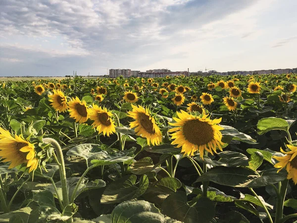 Sunflower field in the countryside. Ukrainian fertile soil that supplies the whole world with sunflower oil. Rural field with bright yellow flowers at sunset.Organic food production.Ecology protection