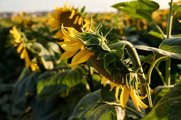 Sunflower field in the countryside. Ukrainian fertile soil that supplies the whole world with sunflower oil. Rural field with bright yellow flowers at sunset.Organic food production.Ecology protection