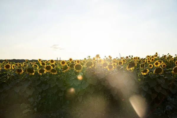 Подсолнечное Поле Сельской Местности Украинская Плодородная Почва Которая Снабжает Мир — стоковое фото