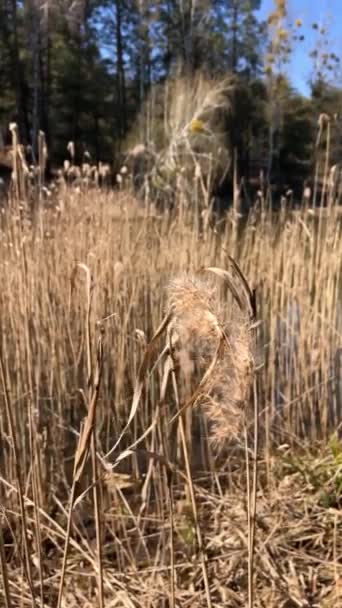 Waving Grass River Feather Grass Wind Spear Grass Windy Steppe — 비디오