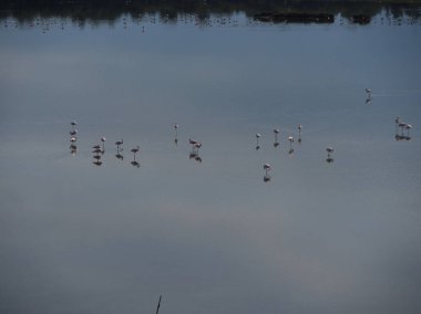 Güzel bir yerde yürüyorum. Valli di Comacchio