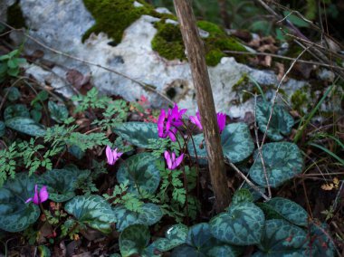 Cornino Gölü 'nde kristal berrak su Forgaria nel Friuli Udine - İtalya