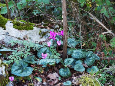 Cornino Gölü 'nde kristal berrak su Forgaria nel Friuli Udine - İtalya