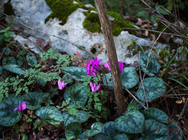 Cornino Gölü 'nde kristal berrak su Forgaria nel Friuli Udine - İtalya