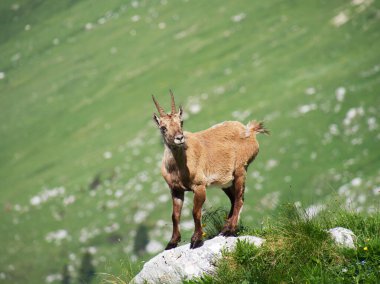 Montasio 'dan Terrarossa Dağı' nın tepesinde yürüyüş.
