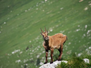 Montasio 'dan Terrarossa Dağı' nın tepesinde yürüyüş.