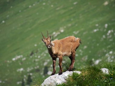 Montasio 'dan Terrarossa Dağı' nın tepesinde yürüyüş.