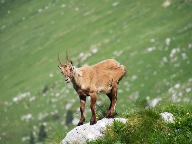 Montasio 'dan Terrarossa Dağı' nın tepesinde yürüyüş.