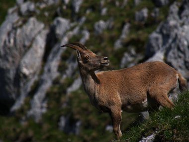 Montasio 'dan Terrarossa Dağı' nın tepesinde yürüyüş.