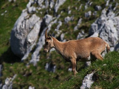 Montasio 'dan Terrarossa Dağı' nın tepesinde yürüyüş.