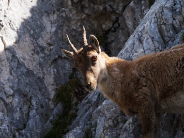 Montasio 'dan Terrarossa Dağı' nın tepesinde yürüyüş.