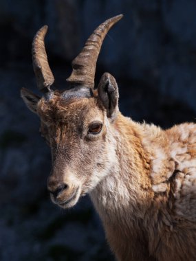 Montasio 'dan Terrarossa Dağı' nın tepesinde yürüyüş.