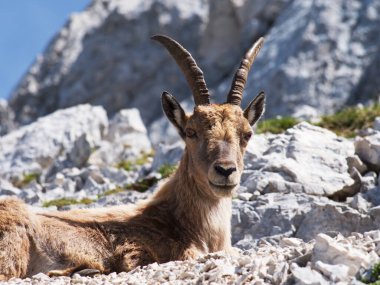 Montasio 'dan Terrarossa Dağı' nın tepesinde yürüyüş.