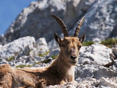 Montasio 'dan Terrarossa Dağı' nın tepesinde yürüyüş.