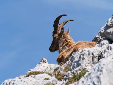 Montasio 'dan Terrarossa Dağı' nın tepesinde yürüyüş.