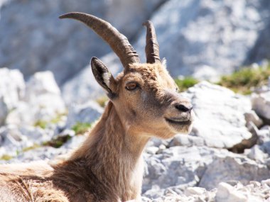 Montasio 'dan Terrarossa Dağı' nın tepesinde yürüyüş.