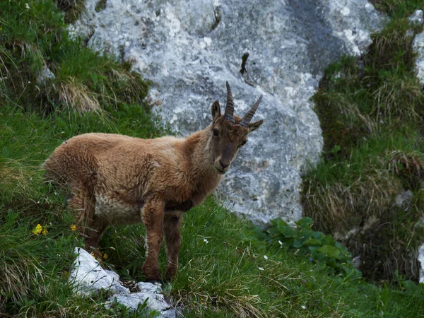 Wandelen Top Van Berg Terrarossa Vanuit Montasio — Stockfoto