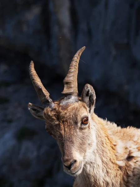 Hiking Top Terrarossa Mountain Montasio — ストック写真