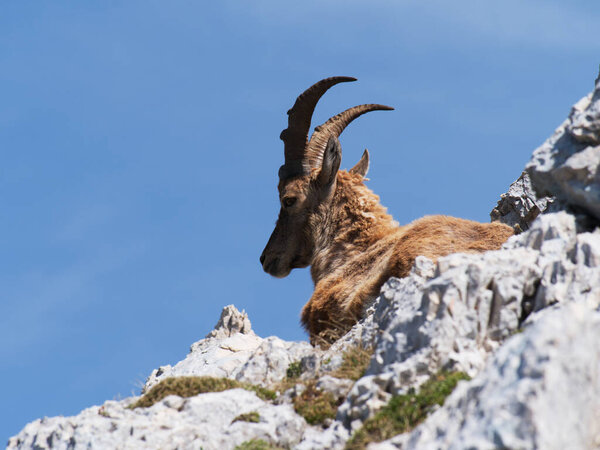 Hiking on the top of Terrarossa Mountain from Montasio