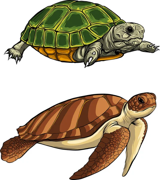 Ilustración de conjunto tortuga en estilo vectorial — Vector de stock