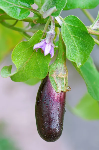 Eggplant with flower — Stock Photo, Image