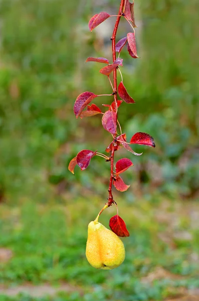 Hängende Birne mit roten Blättern — Stockfoto