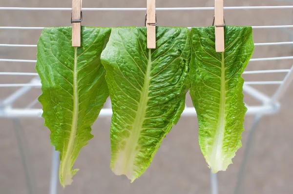 Feuilles de laitue épinglées — Photo