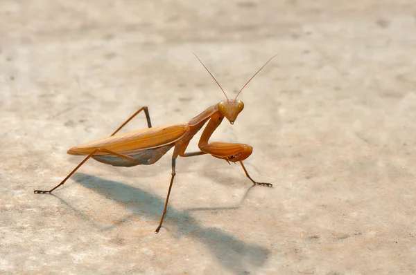 Mantis. — Foto de Stock