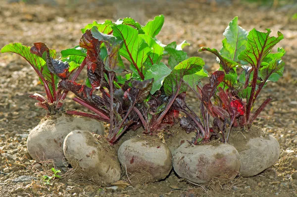 Färska rödbetor gäng — Stockfoto