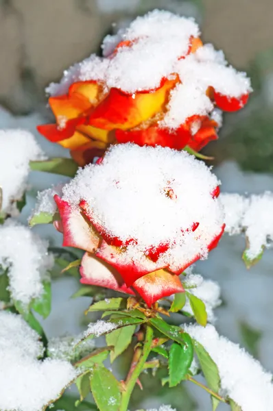 Rosen im Winter — Stockfoto